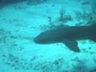 sea060_small.jpg