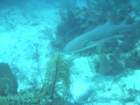 sea061_small.jpg