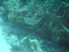sea063_small.jpg