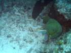 sea064_small.jpg