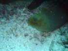 sea065_small.jpg