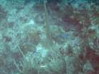 sea066_small.jpg