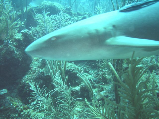 sea067.jpg