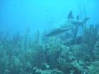 sea068_small.jpg