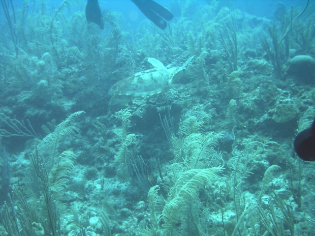 sea069.jpg