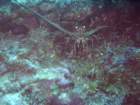 sea070_small.jpg