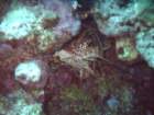 sea071_small.jpg