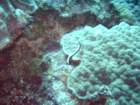 sea073_small.jpg