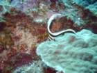 sea074_small.jpg
