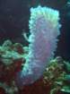 sea076_small.jpg
