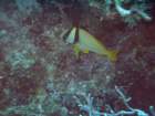 sea077_small.jpg