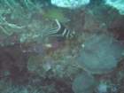 sea078_small.jpg