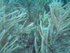 sea079_small.jpg