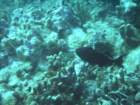 sea080_small.jpg