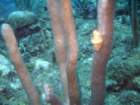 sea082_small.jpg