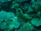 sea088_small.jpg