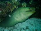 sea089_small.jpg