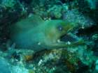 sea090_small.jpg
