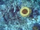 sea091_small.jpg