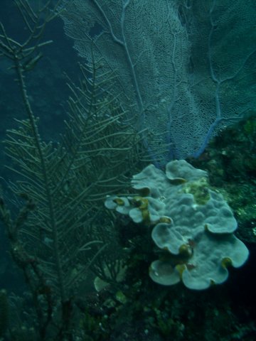 sea092.jpg