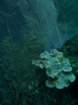 sea092_small.jpg