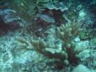 sea093_small.jpg