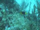sea094_small.jpg