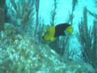 sea095_small.jpg