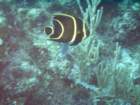 sea096_small.jpg