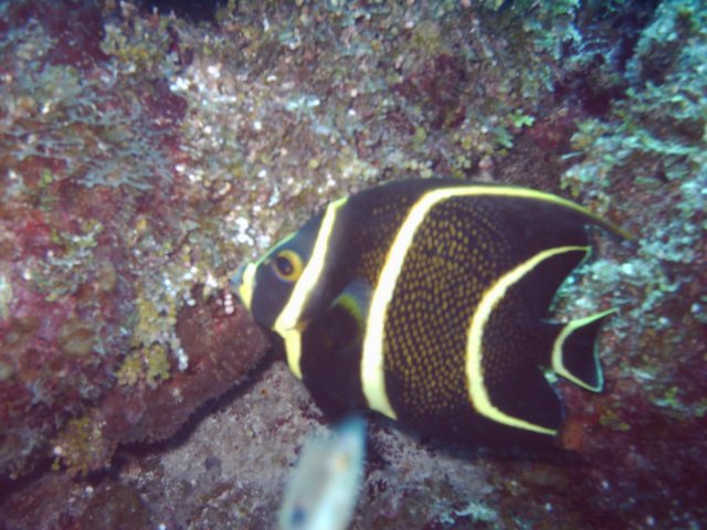 sea097.jpg