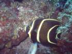 sea097_small.jpg