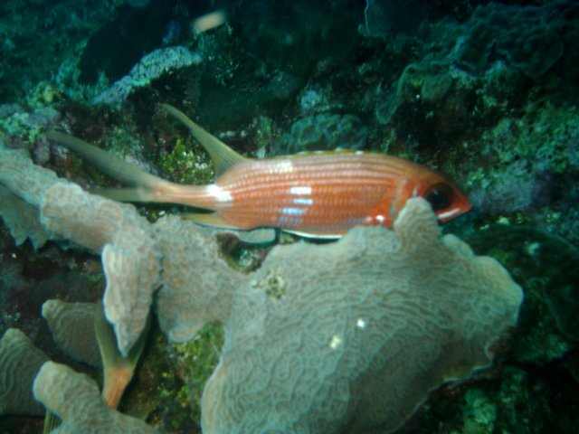 sea098.jpg
