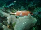 sea098_small.jpg
