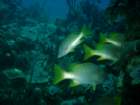 sea099_small.jpg