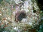 sea101_small.jpg