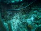 sea102_small.jpg