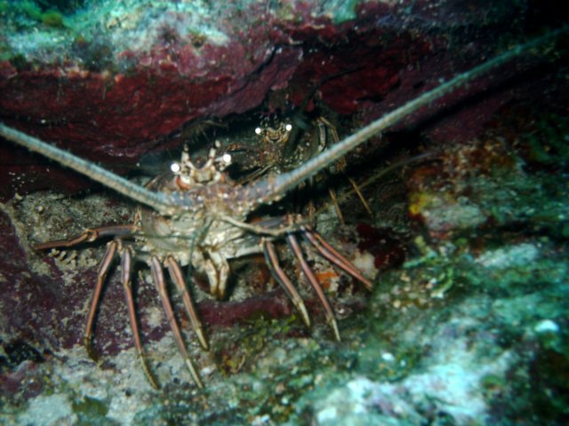 sea103.jpg