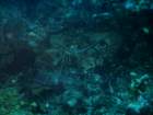 sea105_small.jpg