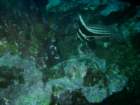 sea106_small.jpg