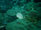 sea108_small.jpg