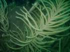 sea109_small.jpg