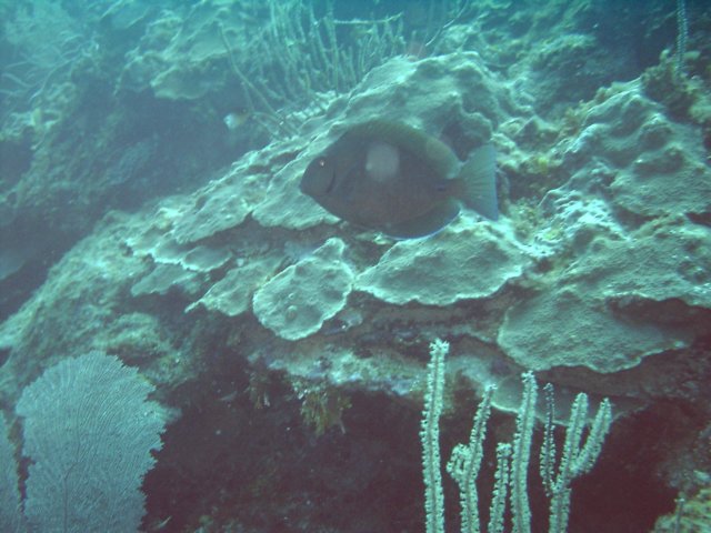 sea110.jpg