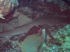 sea111_small.jpg