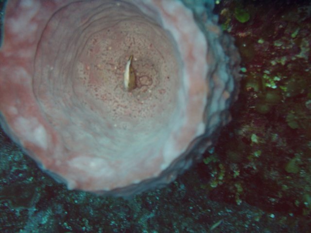 sea114.jpg