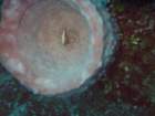 sea114_small.jpg