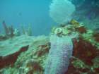 sea117_small.jpg