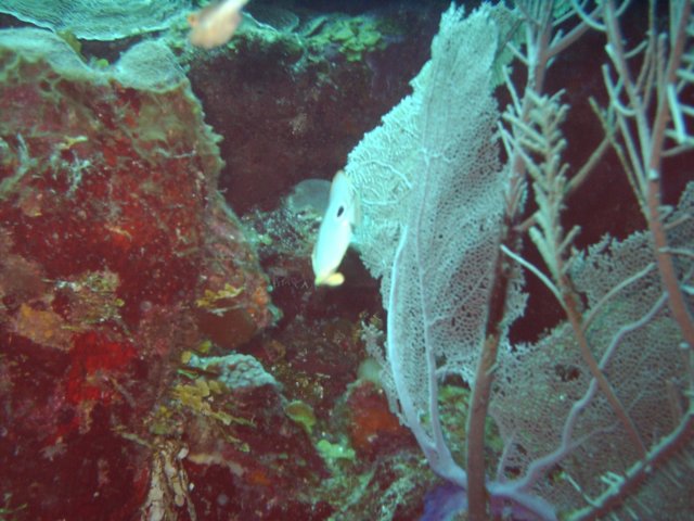 sea118.jpg