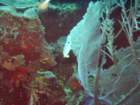 sea118_small.jpg