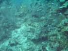 sea122_small.jpg