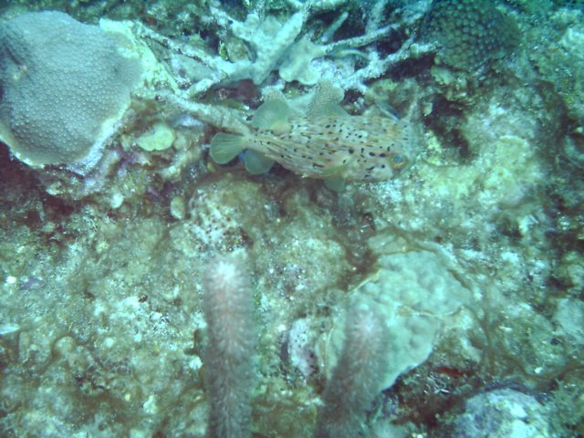 sea125.jpg